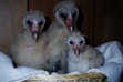 Baby Barn Owls