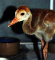 Sandhill Crane