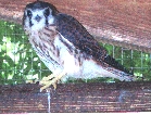 Stripe, a Kestrel