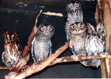 Owls