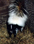 Stripped Skunk