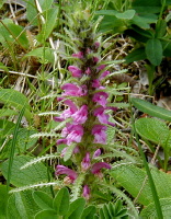 Some kinda purple flower