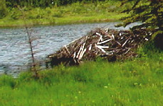 Beaver Lodge