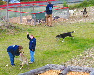 The dog yard