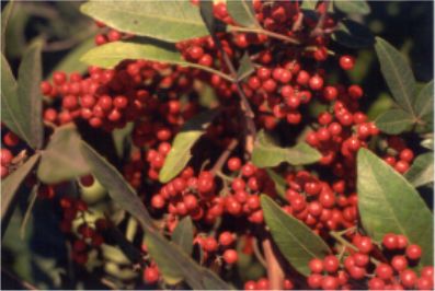 Schinus terebinthifolius