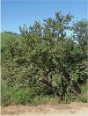 Psiduim guajava