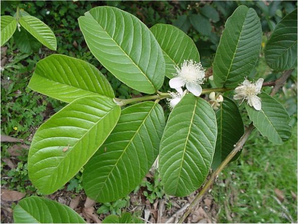 Psidium guajava