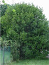 Litsea glutinosa