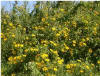 mexican daisy