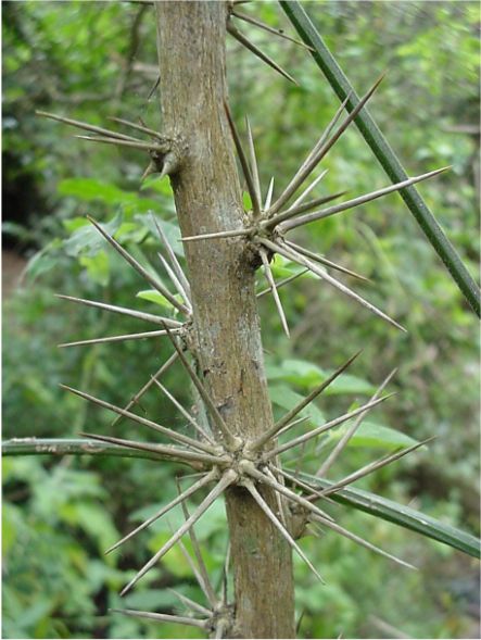 Pereskia aculeata