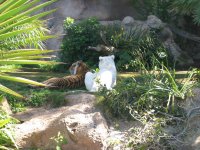 Tigers at Loro Parque