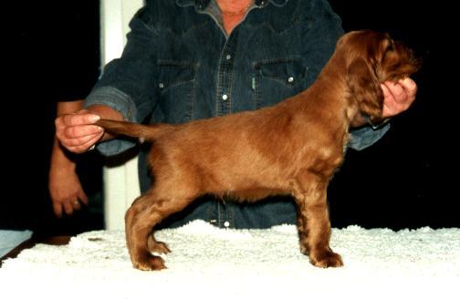 typicall Westerhuy puppy