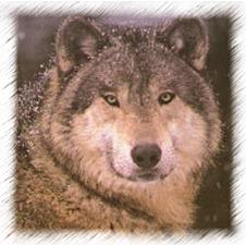 Close up shot of a wolf's head