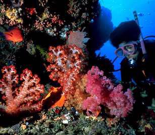 Coral
