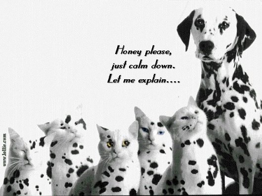 Dalmations