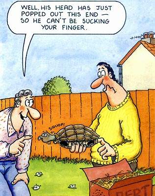 Turtle