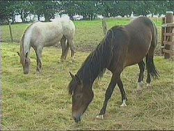 Horses eating