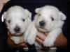 Cachorros 1/6/05