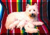 westie3.jpg (49910 bytes)