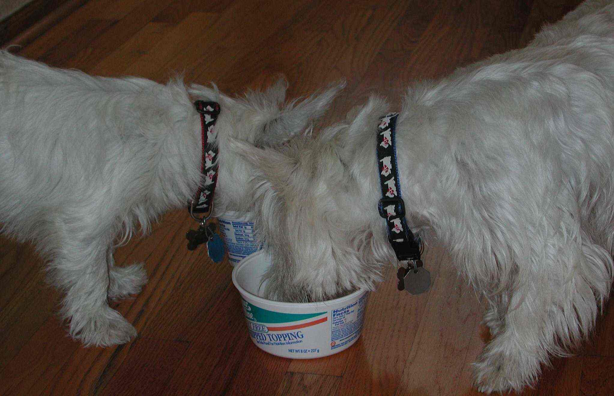 Buddy and Hailey eating ice cream
