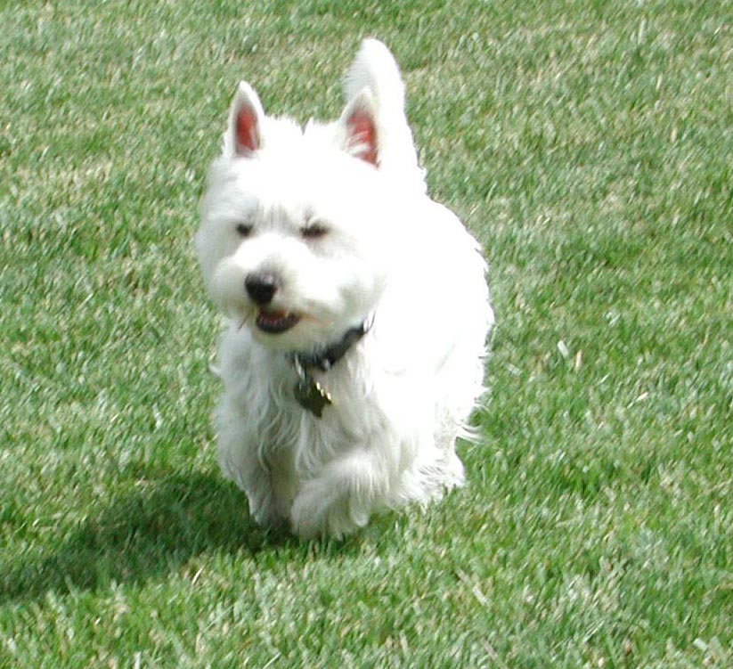 Buddy