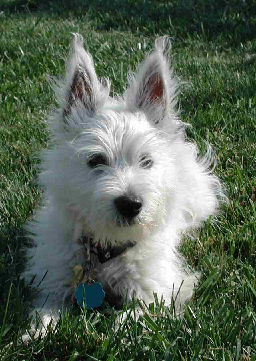 Hailey
