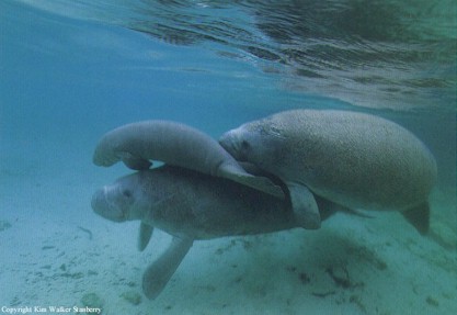 manatee.jpg (25406 bytes)