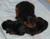 pups3.jpg (259224 bytes)