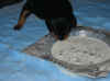pups5.jpg (38799 bytes)