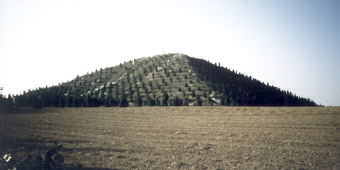 pirachin.jpg (28189 bytes)