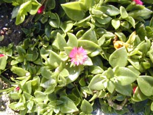 blume