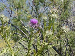 distel