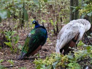 pfau