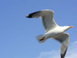 vogel