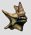 aporrhais22