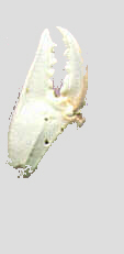 crabeb