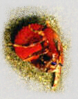 krebb
