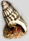krebslib