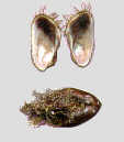 modiol14b