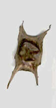 rocheb