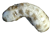 wurm