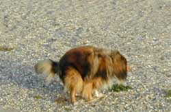 hund3