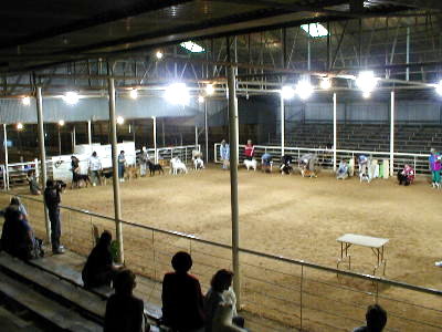 Best In Show ring in Decatur, TX.  19 breeds.