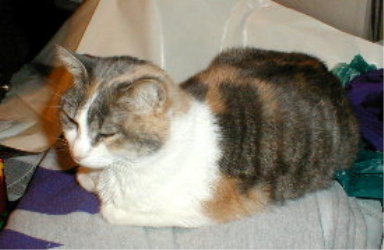 Callie