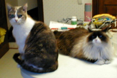 Callie and Tiny