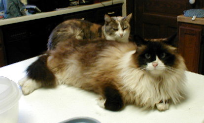 Tiny and Callie
