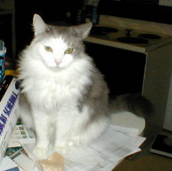 Katastrophe