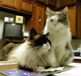 Kat and Tiny