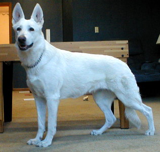 UKC Ch. Regalwise Dot Com Kerstin, CGC, OFA H&E, DNA