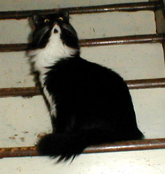 Kitty